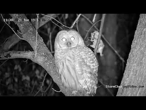 Owl Visits The Live Camera DVR – 11/30/2021