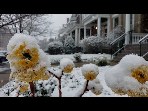 Rare March Snow Blankets Spring Flowers Richmond, VA – 3/12/2022