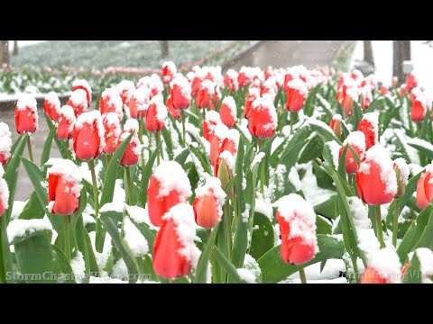 Late Season Snow Covers Spring Flowers  Kettering, OH – 4/18/2022