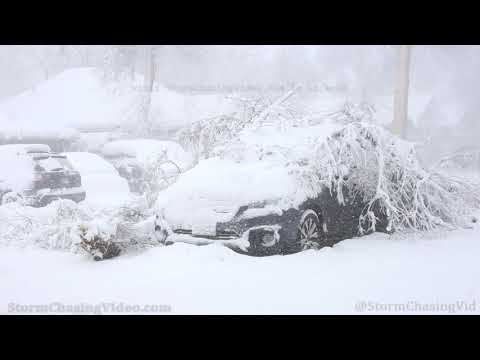 Heavy Snow Breaks Tree Branches, Longmont CO – 3/14/2021
