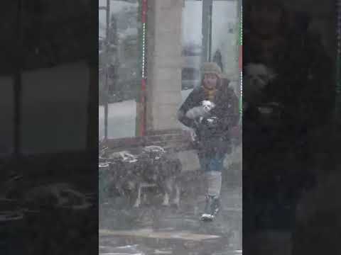 Cute Little Dog Tired of Winter Weather!!  Snow storm in New York Today 3/12/22