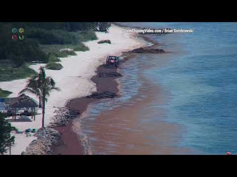 Another Wave Of Sargassum Invades The Florida Keys With Nasty Seaweed